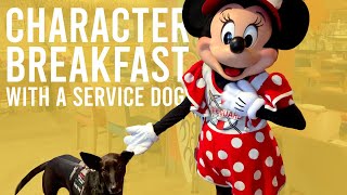 Disney Parks Character Breakfast with a Service Dog | Donald's Seaside Breakfast | Disneyland Resort Update