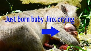 OMG Just Born Baby Jinx Crying Loudly During Mama Jade So Exhausted Try To Laying Down on Her