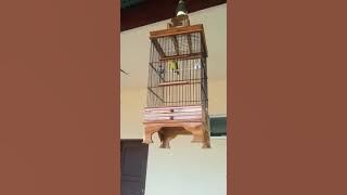 Pleci sulawesi gacor Untuk masteran