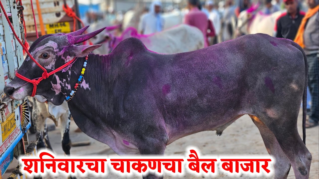 शनिवारचा चाकणचा बैल बाजार,,दि-‌17/01/2026…Chakan Bail Bajar..Bail Bazar chakan..