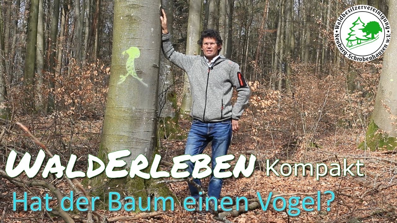 Update New Walderleben Kompakt - Hat der Baum einen Vogel?