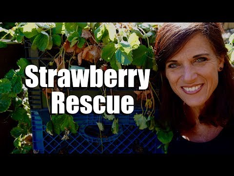 Video: Strawberry Ntsug Wilt