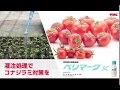 殺虫剤 ベリマーク®SC　灌注処理でコナジラミ対策を（トマト）