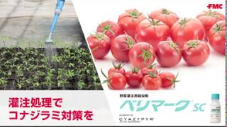 殺虫剤 ベリマーク®SC　灌注処理でコナジラミ対策を（トマト）