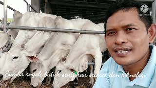 Peternakan dan pengembangan sapi sumba Ongole butuh sentuhan science dan teknologi