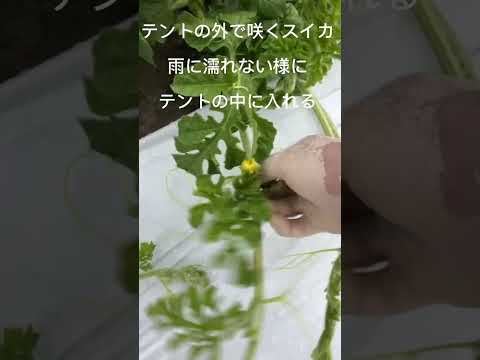 スイカ交配準備　雨降りなのでテント外の花を中に入れる