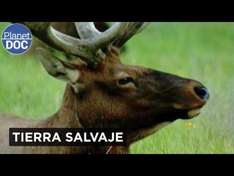 En el corazón del Primer Parque Nacional del Mundo: Yellowstone | Planet DOC