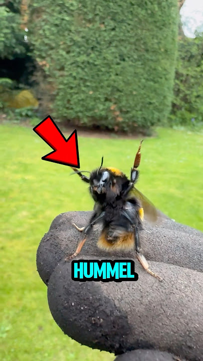 Dieser Hummel hat den größten Fehler ihres Lebens gemacht 😵🐝