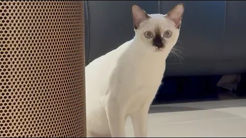 Video 11767941: stray siamese cat, siamese cat kitten