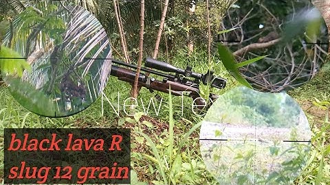 "Aksi berburu tupai di hutan lebat_sekali tembak langsung dapat!"