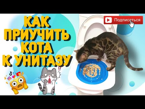 Как приучить кота к унитазу | How to teach a cat to go to the toilet
