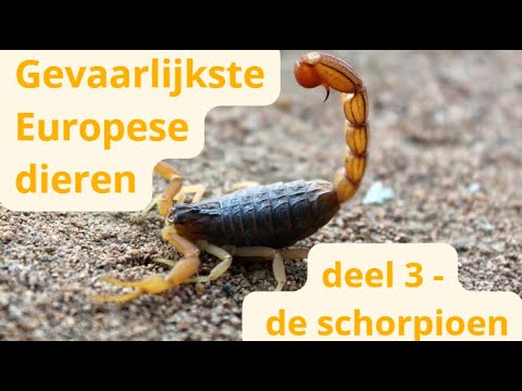 Gevaarlijkste Europese dieren: