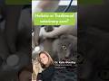 Holistic vs Traditional Veterinary Care Explained by Dr. Katie Woodley