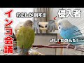 インコ会議のあと侵入者を倒しに行ったごまｗ