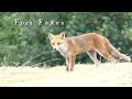 Fort foxes vulpes vulpes