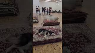 Polémica en el Museo Tamayo por performance con animales #shortsvideo