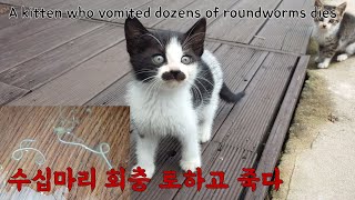 A kitten vomited up dozens of roundworms and died by 펜션 고양이랑 267,198 views 2 years ago 5 minutes, 41 seconds