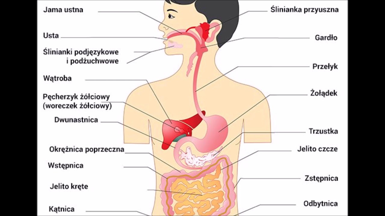 Uklad Pokarmowy Czlowieka