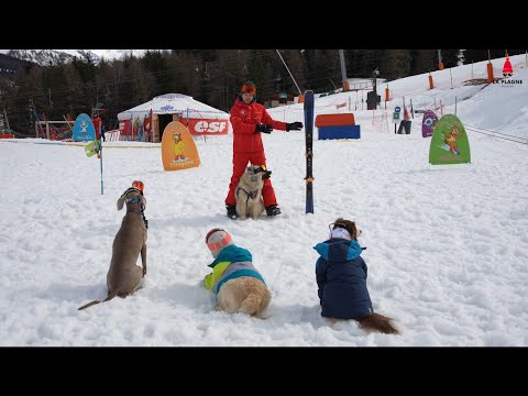 La Plagne Lance La 1ère École De Ski Canine Au Monde !