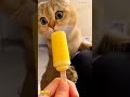 cute cat😀❤#pet cat #love #song #cat #lover