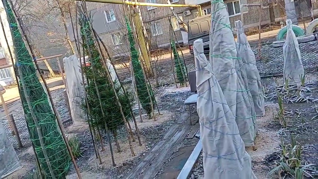 Окраска хвойных растений - Aurea, Gold, Lime, Blue, Red, Snow (Хвойный ликбез. Лекция 17)