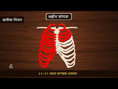 6th Science | Chapter#08 | Topic#03 | अक्षीय सांगाडा | Marathi Medium