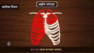 6th Science | Chapter#08 | Topic#03 | अक्षीय सांगाडा | Marathi Medium