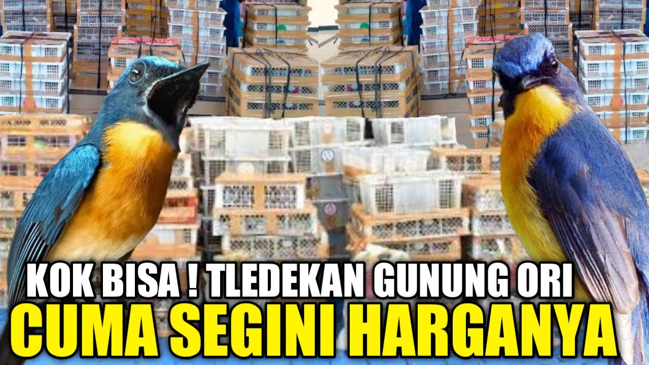 UPDATE HARGA TLEDEKAN GUNUNG HARI INI DIKIOS PASAR BURUNG PRAMUKA TERNYATA CUMA SEGINI HARGANYA