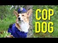 If Dogs Were Cops! 🐶😂 | Meet Topi the Corgi as a Furry Officer