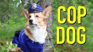 IF DOGS WERE COPS  Topi the Corgi