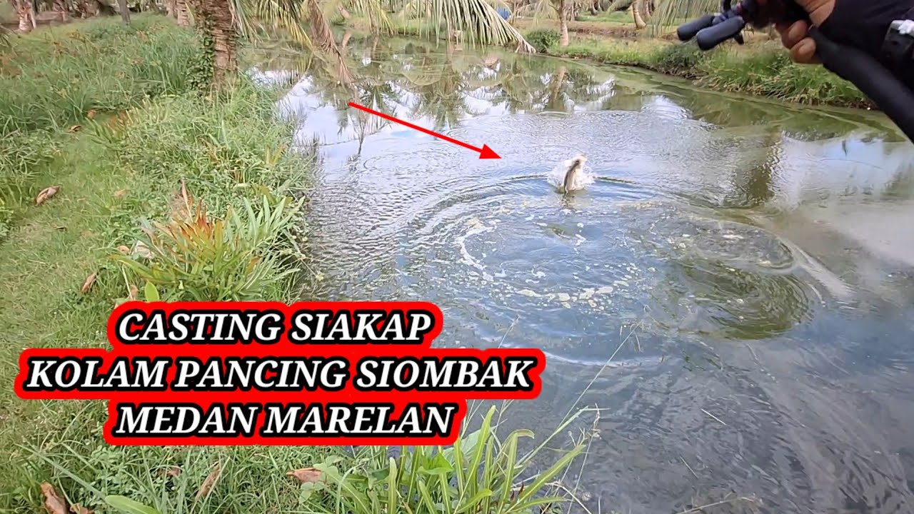 CASTING KAKAP PUTIH || KOLAM PANCING KILOAN SIOMBAK MEDAN MARELAN || GOKIL!!