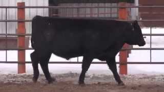 Lot 6, HAYNES Absolute 403