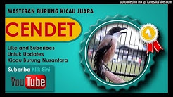 Kumpulan Masteran Mp3 Suara Kicau Burung Cendet Gacor Juara  - Durasi: 1:06:26. 