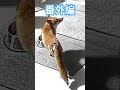 キツネさんが来たので話しかけてみた #キツネ