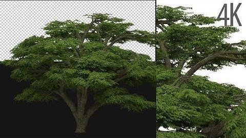 Lebanon Cedar Tree | Motion Graphics