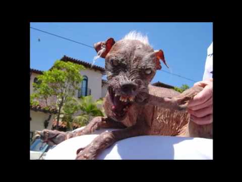 Los perros mas raros. - YouTube