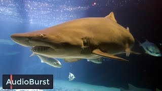 How Can You Tell The Age Of A Greenland Shark?