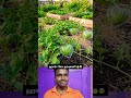 ஹார்ட் ஷேப் தர்பூசணி வளர்ப்பது எப்படி? 🍉💚​  #watermelon #heartshape #farmingtricks #shorts