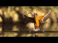 King-Fisher