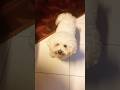 У вас так же? Мой только тогда, когда всегда #бишонфризе #puppy #pets #followme