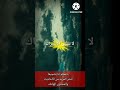 الصحابي سواد الذي طلب القصاص من النبي عليه الصلاة والسلام في غزوة بدر إسمع رد رسول الله عليه