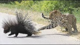 Porcupine Fights Lion and Leopard To Protect Itself by TIME MACHINE 2,784,009 views 5 years ago 10 minutes, 41 seconds