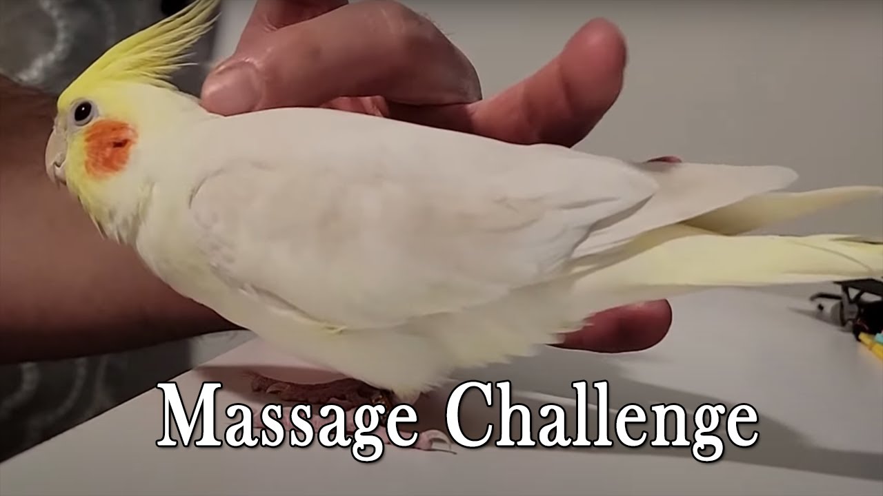 Massage Challenge Can You Help? bird cockatiel parrot pet 