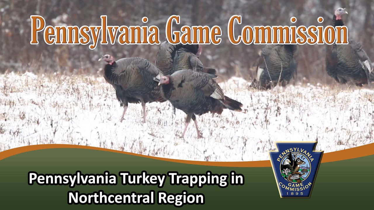 Pennsylvania Turkey Trapping in Northcentral Region