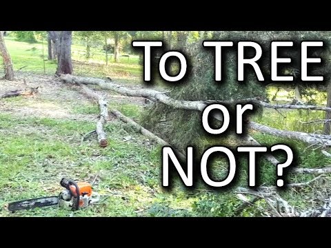 Don't Buy a Treed Acreage or Homestead - Too Many Trees Too Much Work?
