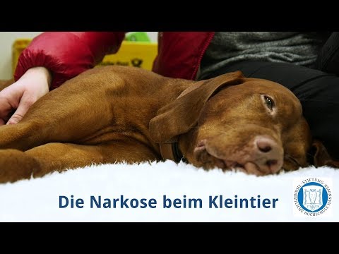 Video: Wie Man Einen Hund Betäubt