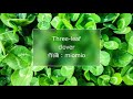 【フリーBGM】three- leaf clover【ほのぼのBGM】リピート10分