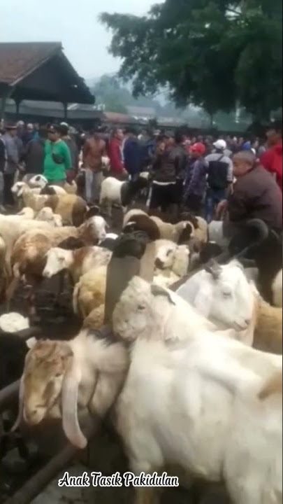 Pasar Domba Tradisonal kabupaten Tasikmalaya