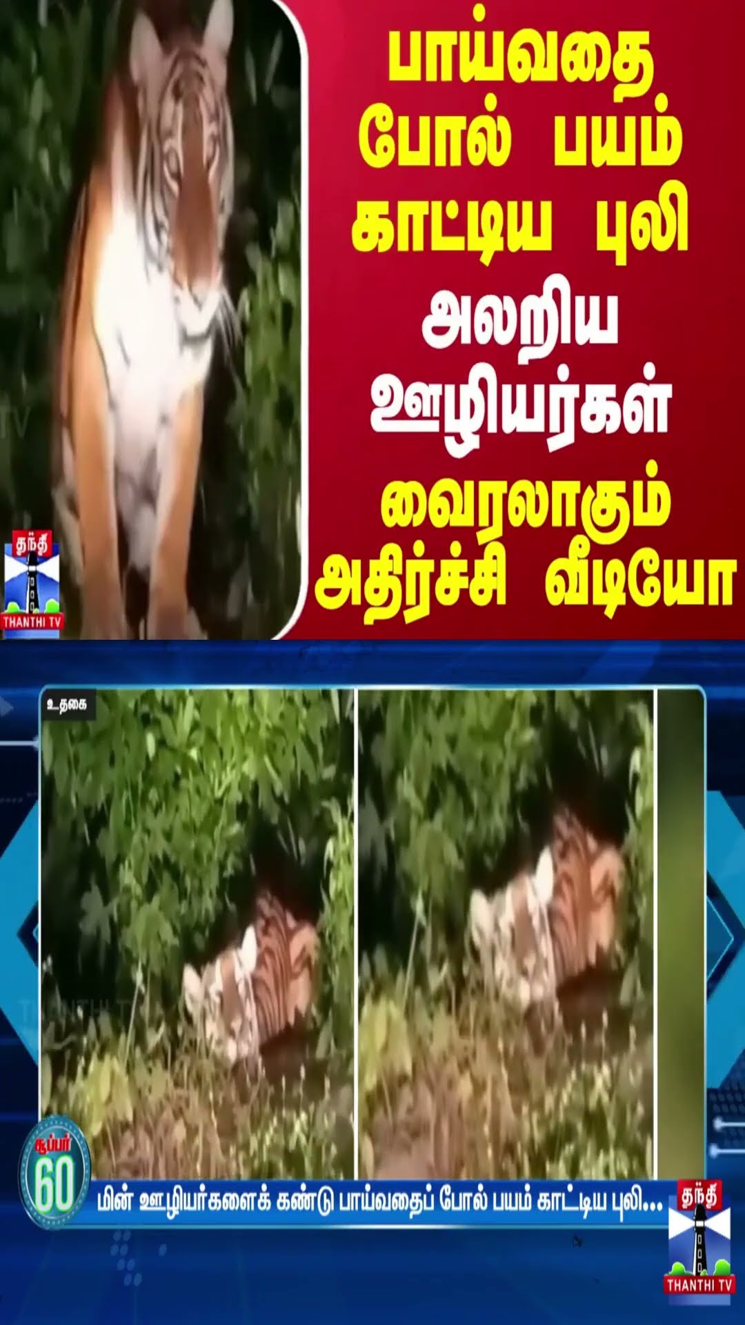 பாய்வதை போல் பயம் காட்டிய புலி.. அலறிய ஊழியர்கள் - வைரலாகும் அதிர்ச்சி வீடியோ