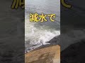 2023.1.16風が凄くてライトな釣りはキツイです！宇治川ブラックバス釣り！